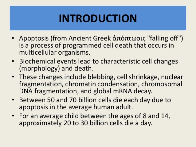 Intrinsic and Extrinsic Pathway of Apoptosis