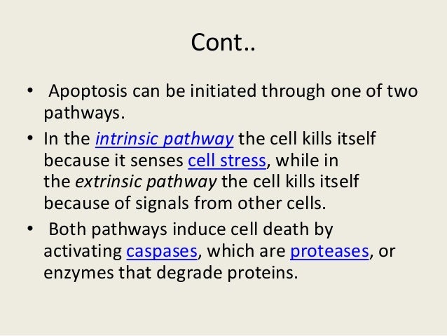 Intrinsic and Extrinsic Pathway of Apoptosis