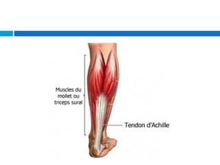Quelques notions d’anatomie (tendon patellaire)
 Le tendon patellaire est tendu entre la pointe de la
rotule et la tubéro...