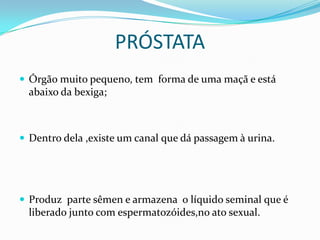PRÓSTATA
 Órgão muito pequeno, tem forma de uma maçã e está
  abaixo da bexiga;



 Dentro dela ,existe um canal que dá passagem à urina.




 Produz parte sêmen e armazena o líquido seminal que é
  liberado junto com espermatozóides,no ato sexual.
 