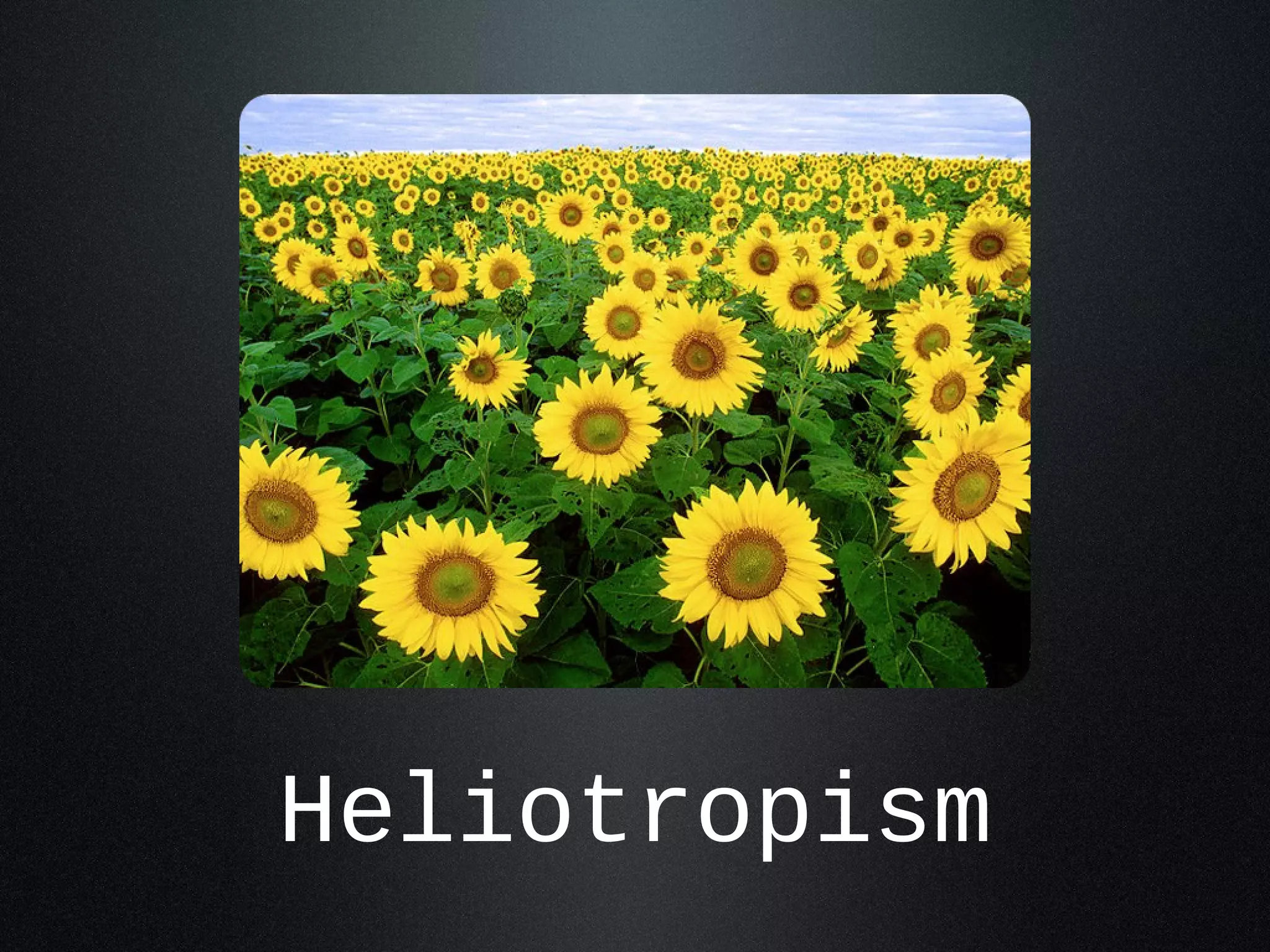 Heliotropism 
 