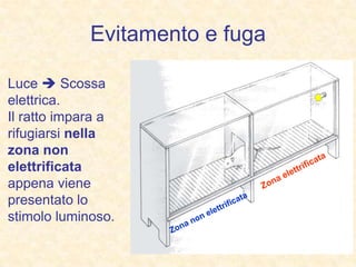 Evitamento e fuga
Luce  Scossa
elettrica.
Il ratto impara a
rifugiarsi nella
zona non
elettrificata
appena viene
presentato lo
stimolo luminoso.
 