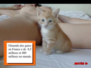 Omundo dos gatos
en France e de 8,5
milhoes et 400
milhoes no munde.
 