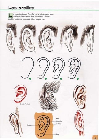 Apprendre à dessiner les expressions du visage | PDF