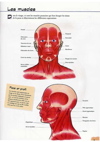Apprendre à dessiner les expressions du visage | PDF