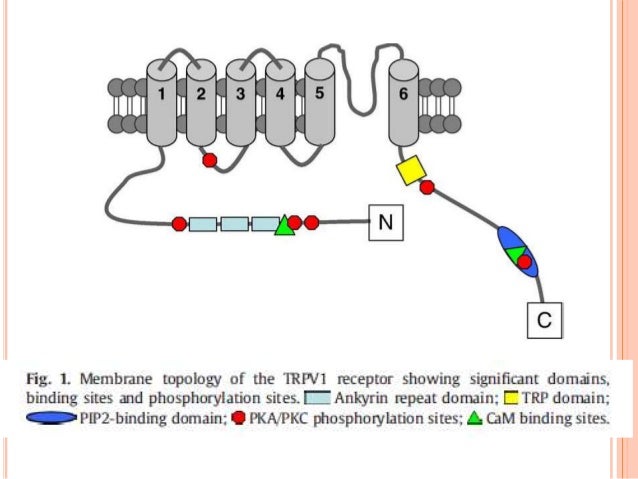 ppt on vanilloid receptors