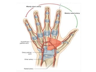 Hand incision Approaches ortho plastic.ppt