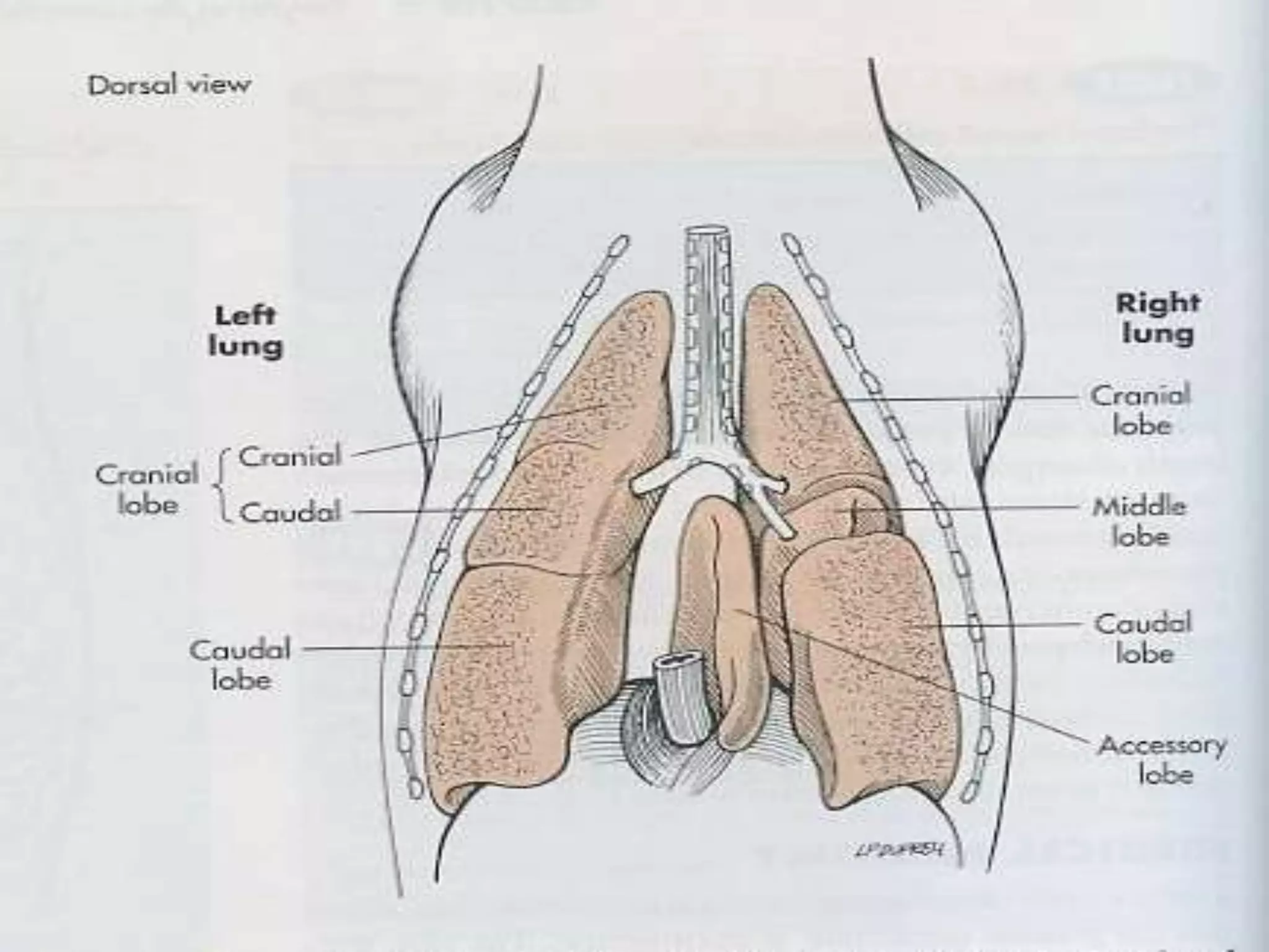 Surgical Approaches to thorax in small animals | PPTX