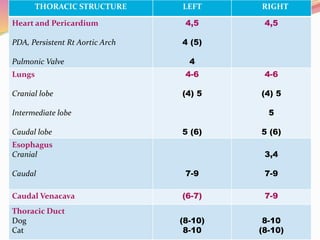 THORACIC STRUCTURE LEFT RIGHT
Heart and Pericardium
PDA, Persistent Rt Aortic Arch
Pulmonic Valve
4,5
4 (5)
4
4,5
Lungs
Cranial lobe
Intermediate lobe
Caudal lobe
4-6
(4) 5
5 (6)
4-6
(4) 5
5
5 (6)
Esophagus
Cranial
Caudal 7-9
3,4
7-9
Caudal Venacava (6-7) 7-9
Thoracic Duct
Dog
Cat
(8-10)
8-10
8-10
(8-10)
 