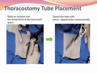Thoracostomy Tube Placement
Make an incision over
the dorsal third of the intercostal
space.
Tunnel the tube with
trocar - tipped stylet cranioventrally
 