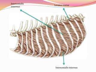Levator costae
Intercostalis internus
Intercostalis
externus
 