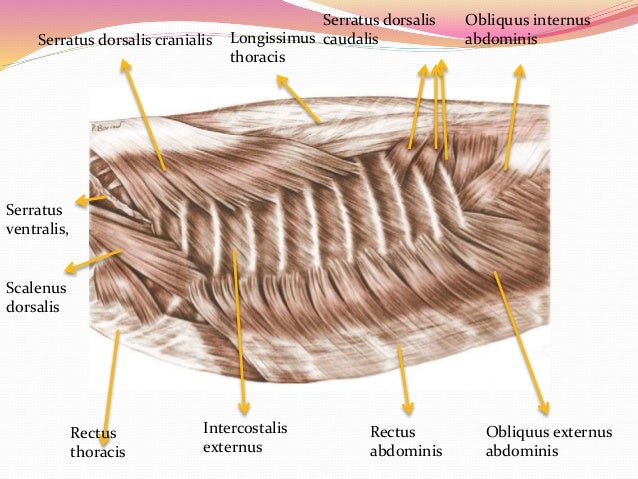 Small Dogs Anatomy Small Dogs Anatomy