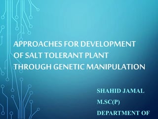 APPROACHES FOR DEVELOPMENT
OF SALT TOLERANT PLANT
THROUGHGENETIC MANIPULATION
SHAHID JAMAL
M.SC(P)
DEPARTMENT OF
 