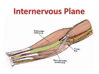 Internervous Plane
 