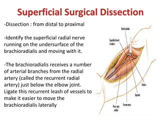 Superficial Surgical Dissection
-Dissection : from distal to proximal
-Identify the superficial radial nerve
running on the undersurface of the
brachioradialis and moving with it.
-The brachioradialis receives a number
of arterial branches from the radial
artery (called the recurrent radial
artery) just below the elbow joint.
Ligate this recurrent leash of vessels to
make it easier to move the
brachioradialis laterally
 