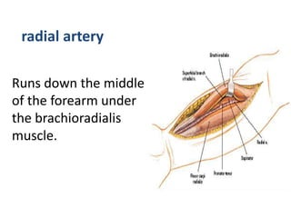 radial artery
Runs down the middle
of the forearm under
the brachioradialis
muscle.
 