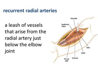 recurrent radial arteries
a leash of vessels
that arise from the
radial artery just
below the elbow
joint
 