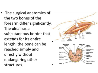 • The surgical anatomies of
the two bones of the
forearm differ significantly.
The ulna has a
subcutaneous border that
extends for its entire
length; the bone can be
reached simply and
directly without
endangering other
structures.
 
