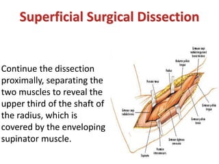 Continue the dissection
proximally, separating the
two muscles to reveal the
upper third of the shaft of
the radius, which is
covered by the enveloping
supinator muscle.
Superficial Surgical Dissection
 