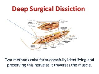 Deep Surgical Dissiction
Two methods exist for successfully identifying and
preserving this nerve as it traverses the muscle.
 