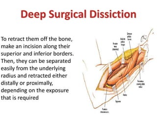 To retract them off the bone,
make an incision along their
superior and inferior borders.
Then, they can be separated
easily from the underlying
radius and retracted either
distally or proximally,
depending on the exposure
that is required
Deep Surgical Dissiction
 