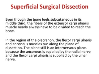 Even though the bone feels subcutaneous in its
middle third, the fibers of the extensor carpi ulnaris
muscle nearly always have to be divided to reach the
bone.
In the region of the olecranon, the flexor carpi ulnaris
and anconeus muscles run along the plane of
dissection. The plane still is an internervous plane,
because the anconeus is supplied by the radial nerve
and the flexor carpi ulnaris is supplied by the ulnar
nerve.
Superficial Surgical Dissection
 
