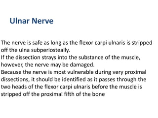 The nerve is safe as long as the flexor carpi ulnaris is stripped
off the ulna subperiosteally.
If the dissection strays into the substance of the muscle,
however, the nerve may be damaged.
Because the nerve is most vulnerable during very proximal
dissections, it should be identified as it passes through the
two heads of the flexor carpi ulnaris before the muscle is
stripped off the proximal fifth of the bone
Ulnar Nerve
 