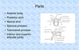 Parts
●

Anterior body

●

Posterior arch

●

Neural arch

●

Spinous process

●

Transverse process

●

Inferior and superior
articular joints

 