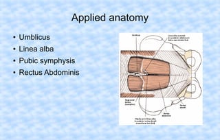 Applied anatomy
●

Umblicus

●

Linea alba

●

Pubic symphysis

●

Rectus Abdominis

 