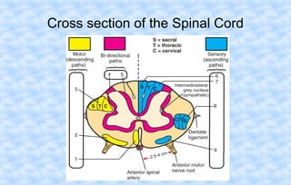 Cross section of the Spinal Cord

 