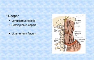 ●

Deeper
●

Longissmus capitis

●

Semispinalis capitis

●

Ligamentum flavum

 