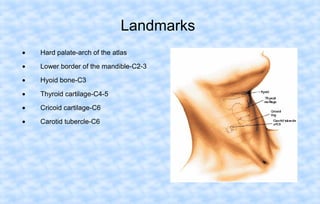 Landmarks
•

Hard palate-arch of the atlas

•

Lower border of the mandible-C2-3

•

Hyoid bone-C3

•

Thyroid cartilage-C4-5

•

Cricoid cartilage-C6

•

Carotid tubercle-C6

 