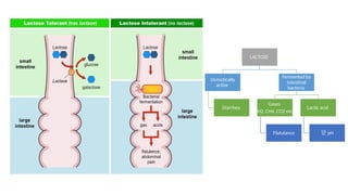 LACTOSE
Osmotically
active
Diarrhea
Fermented by
intestinal
bacteria
Gases
H2, CH4, CO2 etc
Flatulance
Lactic acid
 pH
 
