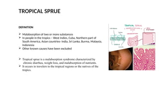 DEFINITION
 Malabsorption of two or more substances
 In people in the tropics – West Indies, Cuba, Northern part of
South America, Asian countries- India, Sri Lanka, Burma, Malaysia,
Indonesia
 Other known causes have been excluded
 Tropical sprue is a malabsorption syndrome characterized by
chronic diarrhea, weight loss, and malabsorption of nutrients.
 It occurs in travelers to the tropical regions or the natives of the
tropics.
TROPICAL SPRUE
 