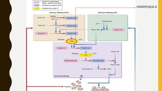 HEMOSTASIS HEMOPHILIA A
 