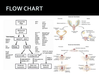 Approach to a case of ambiguous genitalia | PPTX