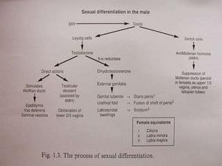 Ambiguous Genitalia Diagram