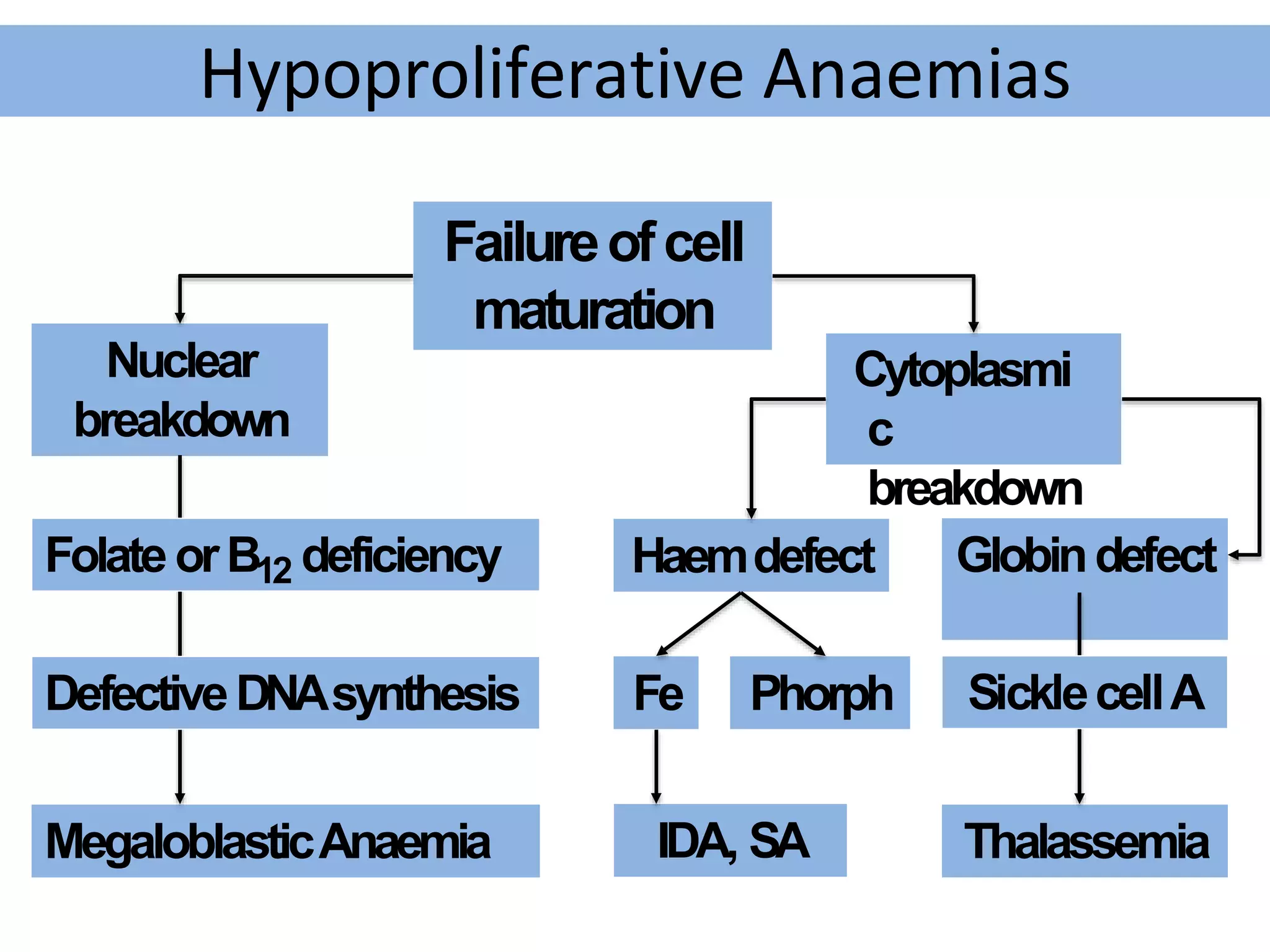 Hypoproliferative Anaemias
Failureofcell
maturation
Nuclear
breakdown
Cytoplasmi
c
breakdown
MegaloblasticAnaemia
DefectiveDNAsynthesis
FolateorB12 deficiency Haemdefect Globindefect
Thalassemia
SicklecellA
Fe Phorph
IDA, SA
 