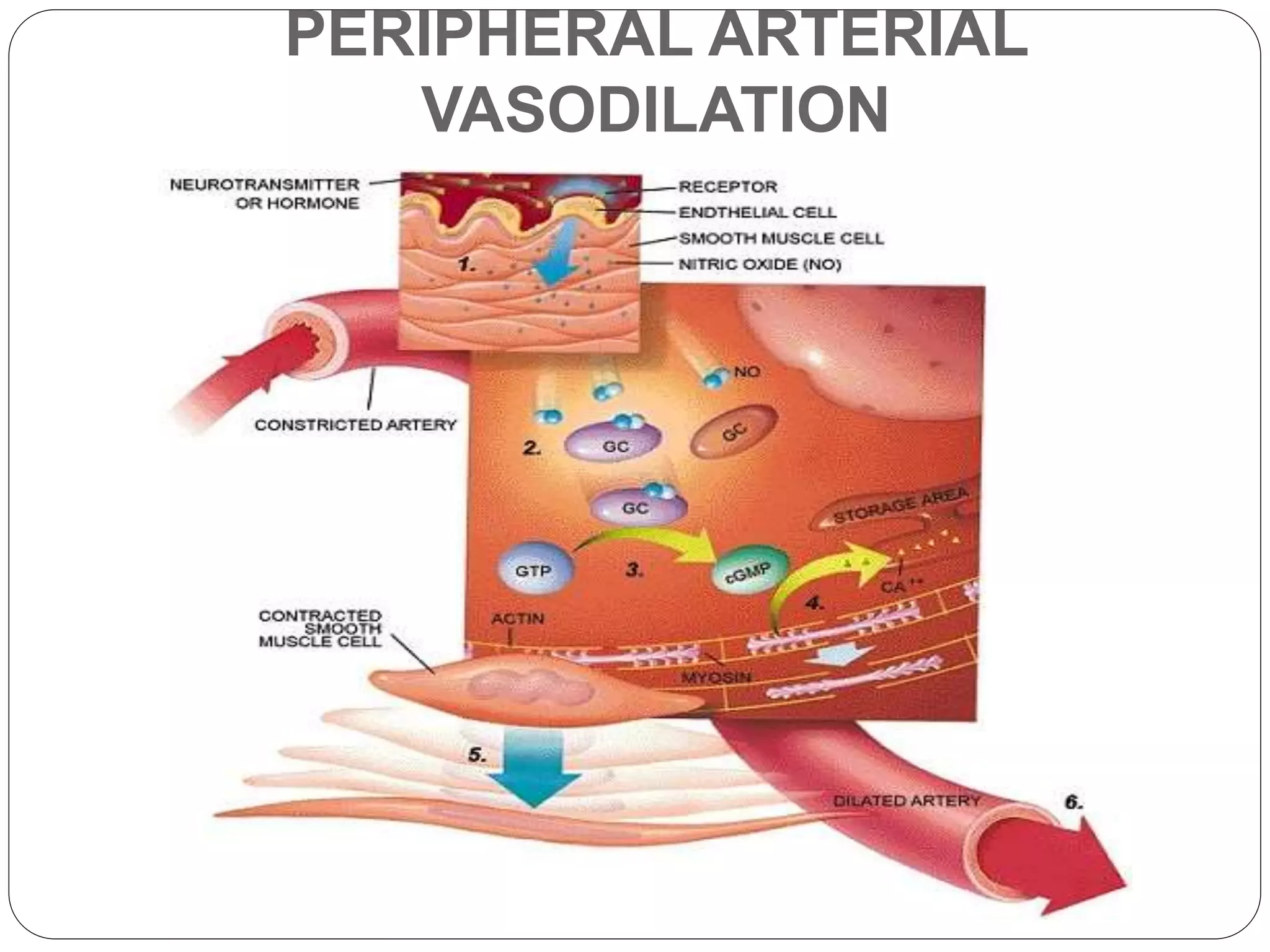 PERIPHERAL ARTERIAL
VASODILATION
 