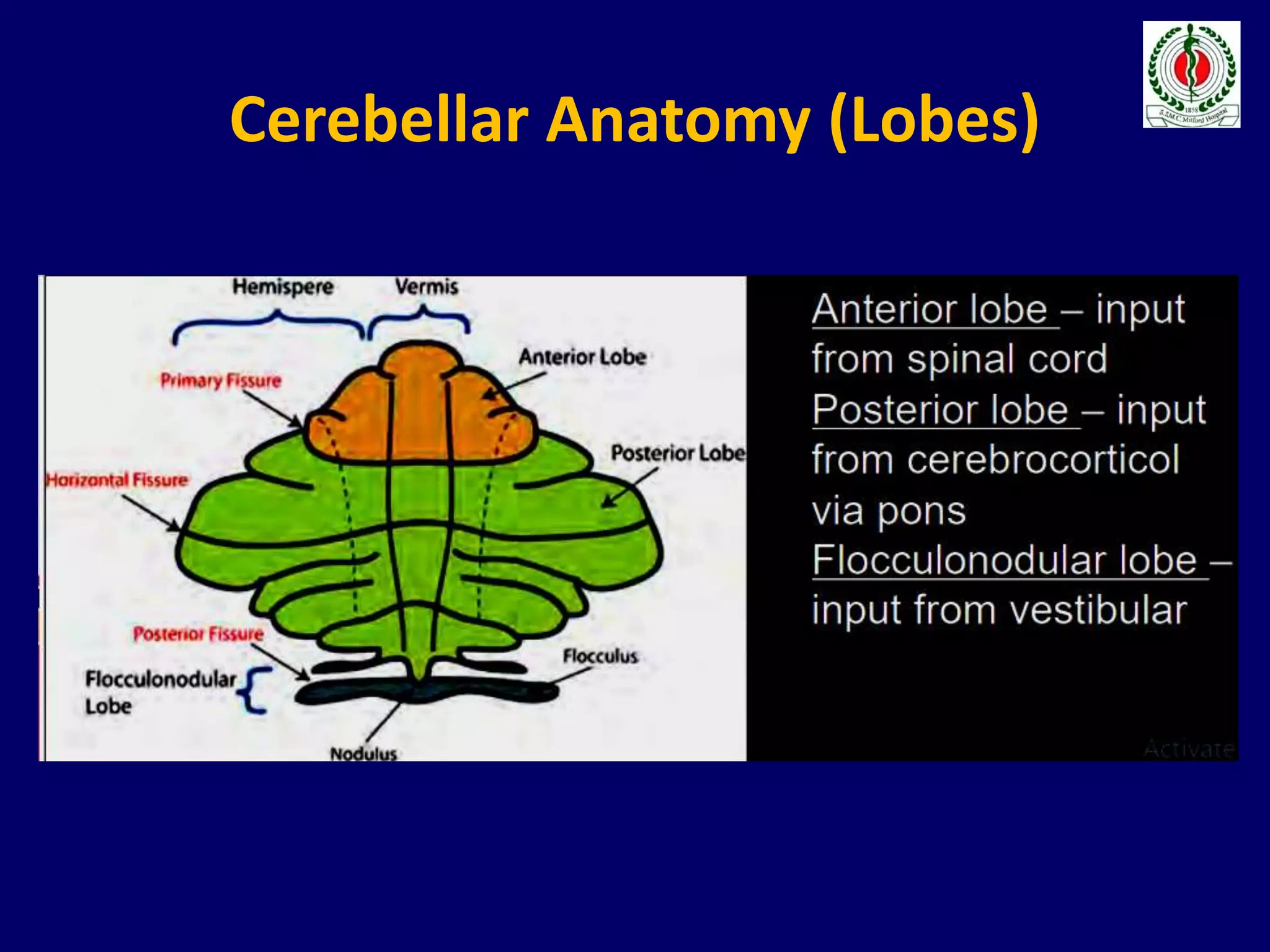 Cerebellar Anatomy (Lobes)
 