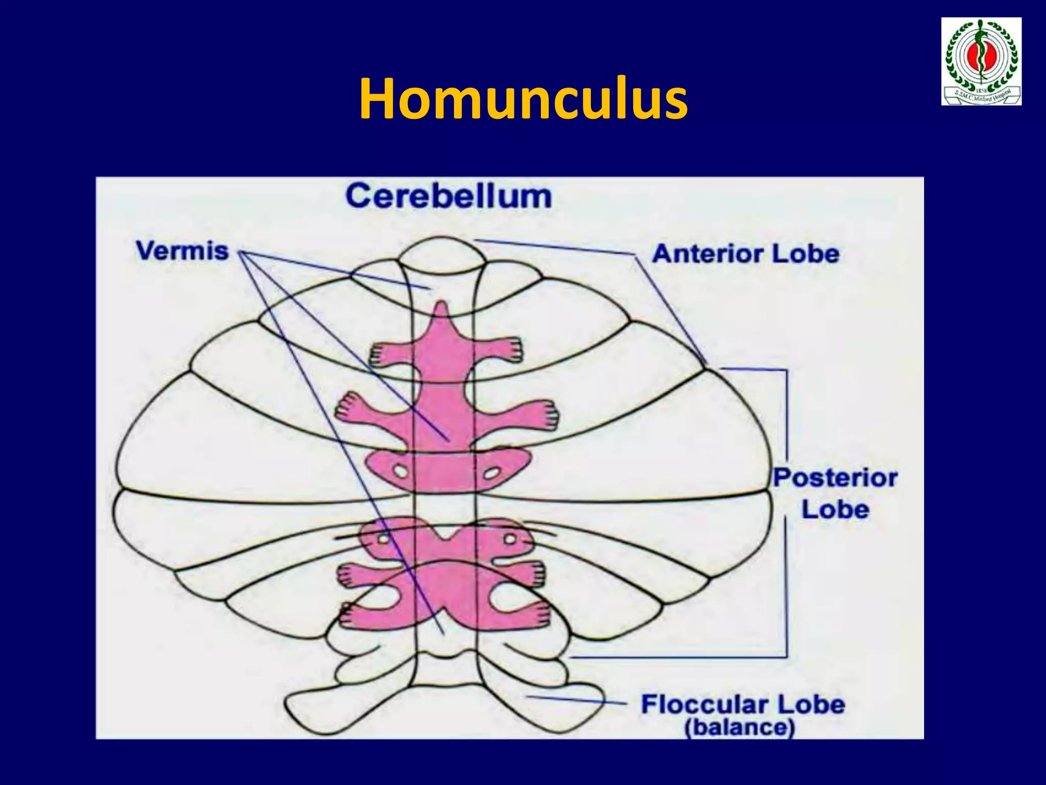 Homunculus
 