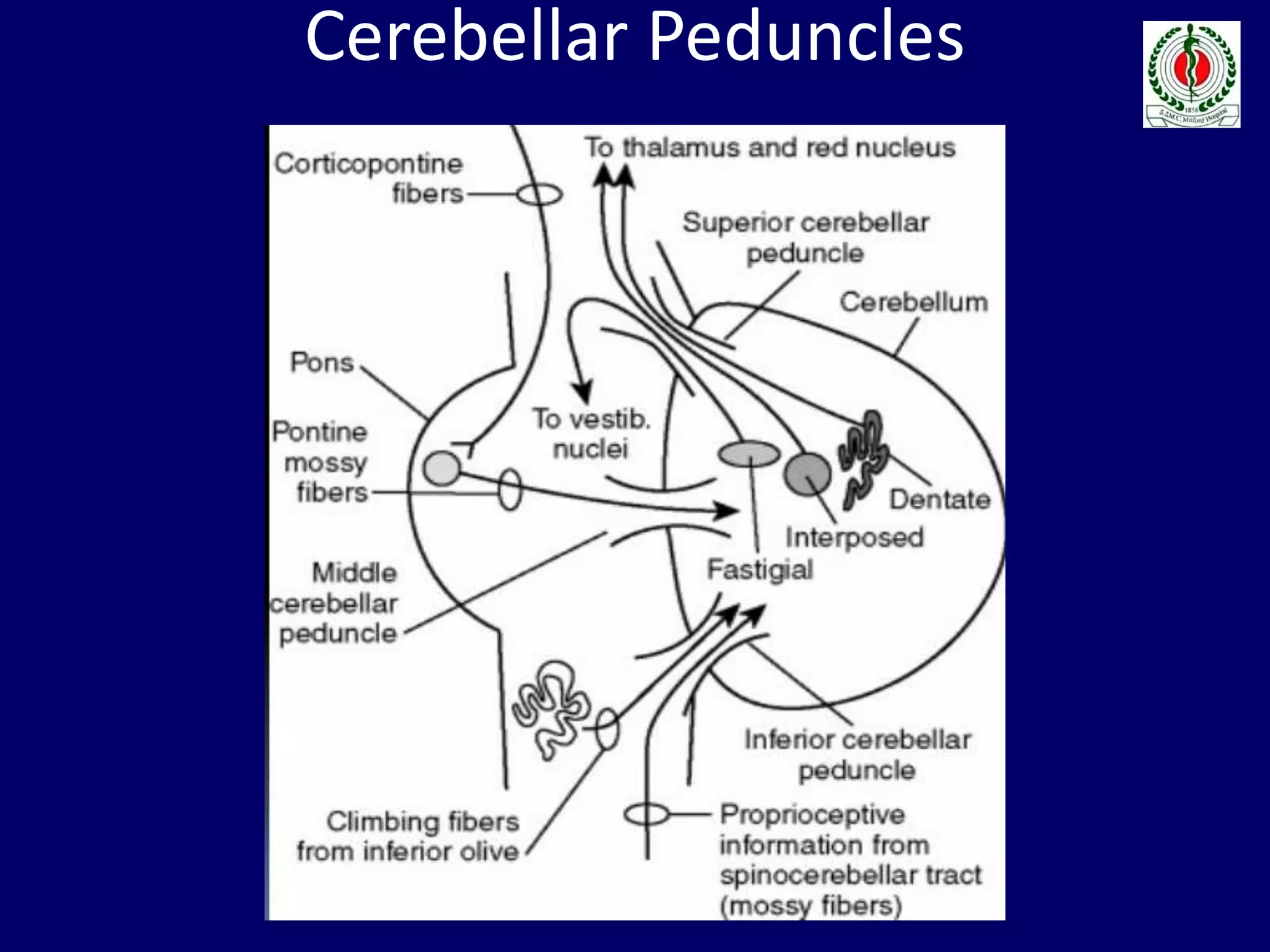 Cerebellar Peduncles
 
