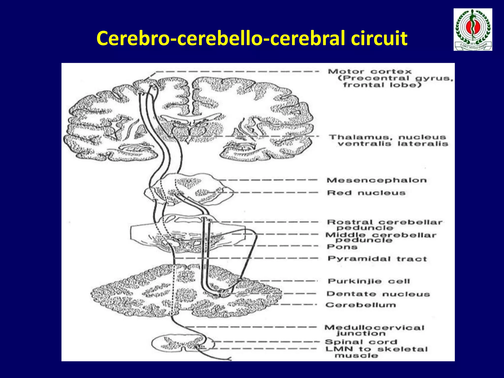 Cerebro-cerebello-cerebral circuit
 