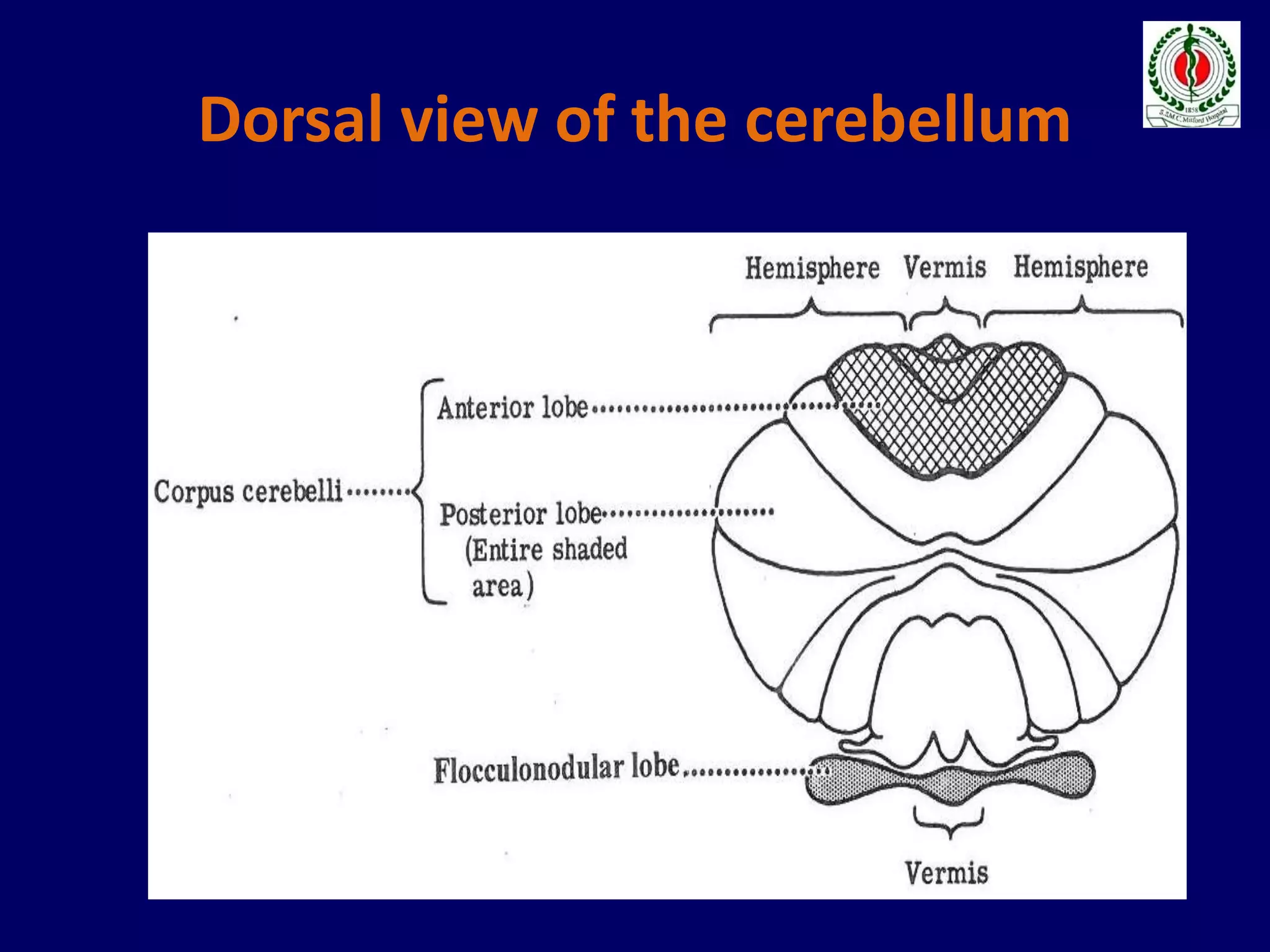 Dorsal view of the cerebellum
 
