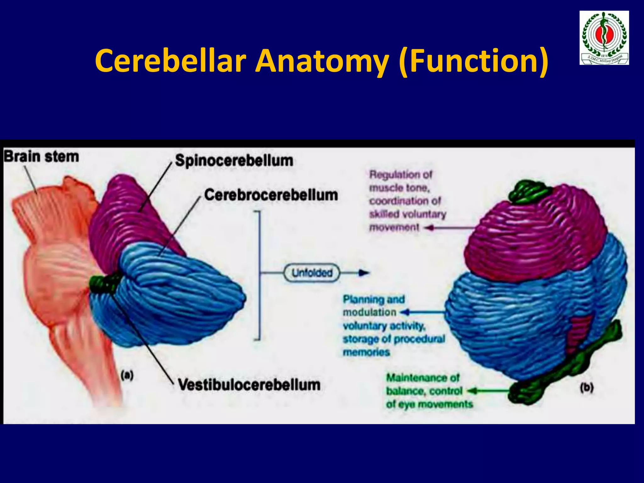 Cerebellar Anatomy (Function)
 