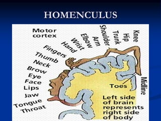 Homunculus Netter Approach to a patient with CNS disease | PPT