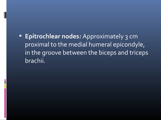  Epitrochlear nodes: Approximately 3 cm
  proximal to the medial humeral epicondyle,
  in the groove between the biceps and triceps
  brachii.
 