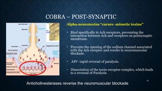 COBRA – POST-SYNAPTIC
Alpha-neurotoxins “curare -mimetic toxins’’
• Bind specifically to Ach receptors, preventing the
int...