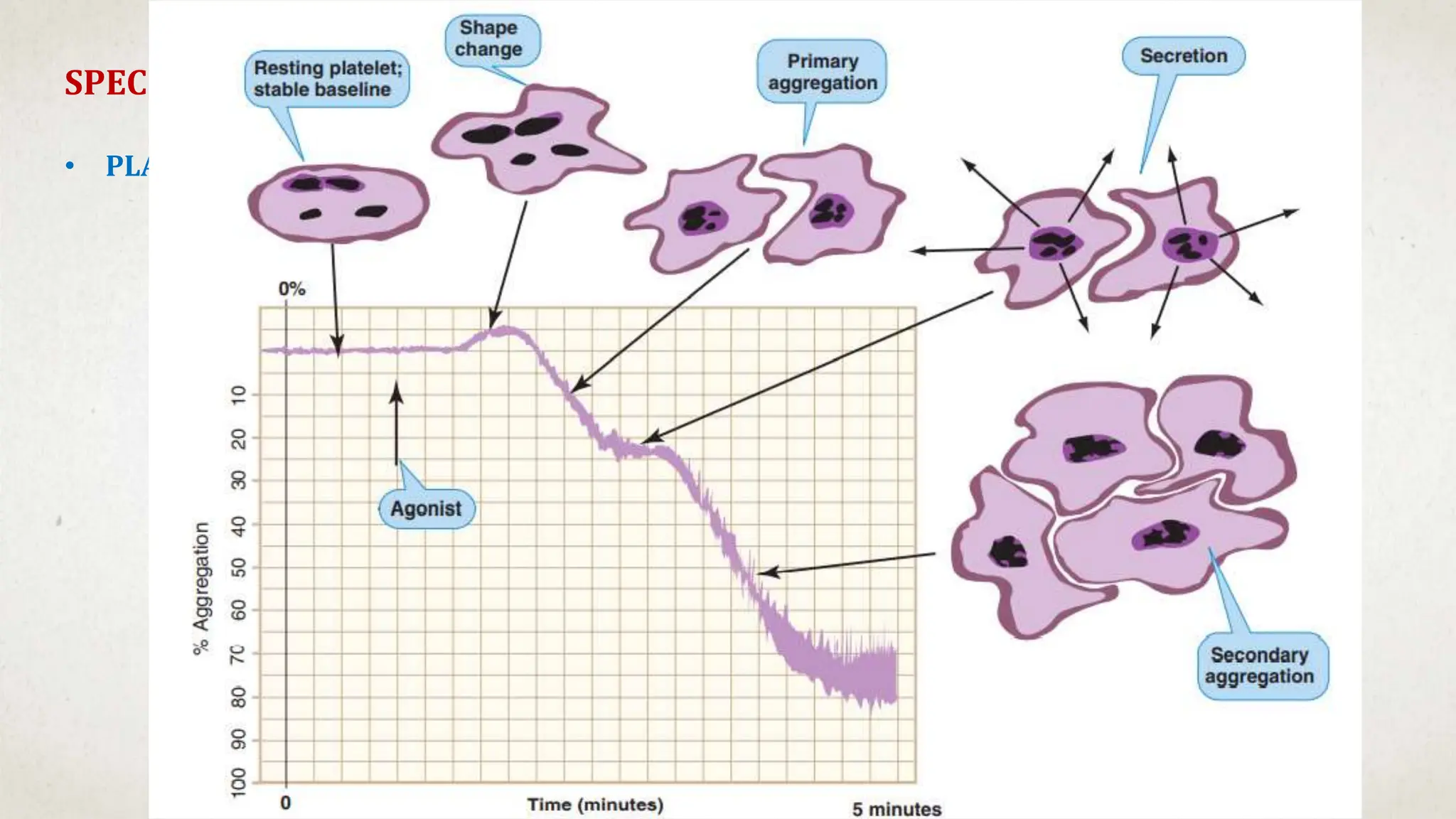 SPECIFIC TESTS FOR PLATELET FUNCTION
• PLATELET AGGREGOMETRY
 Diagnosis of inherited/acquired platelet function defects
 Performed using a specialized photometer called a light transmittance
aggregometer
 PRINCIPLE: change in light transmission after addition of a panel of agonists
 
