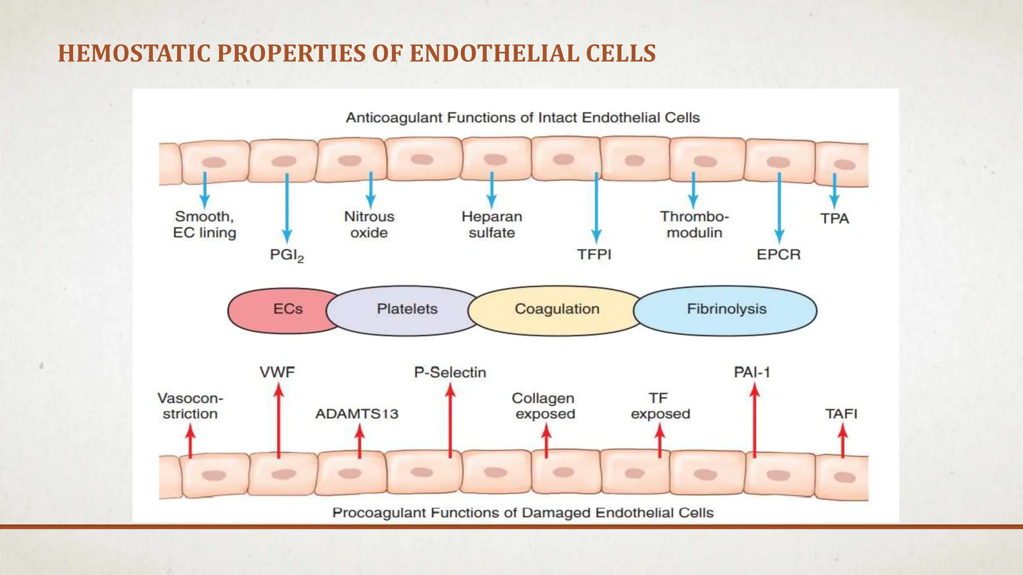HEMOSTATIC PROPERTIES OF ENDOTHELIAL CELLS
 